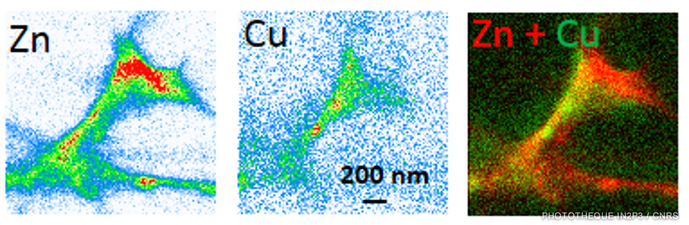 Imagerie de fluorescence X induite par rayonnement synchrotron de la distribution du zinc et du cuivre dans un compartiment post-synaptique. 2017