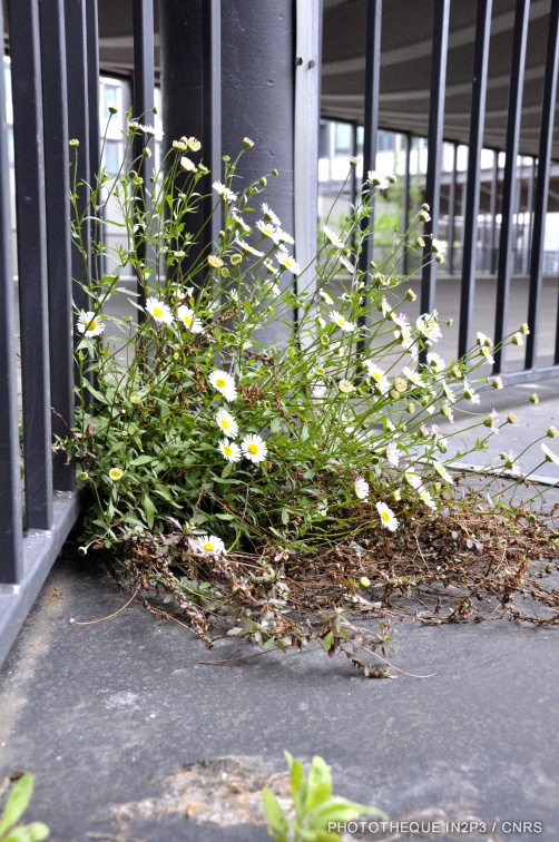 Plantes à Jussieu