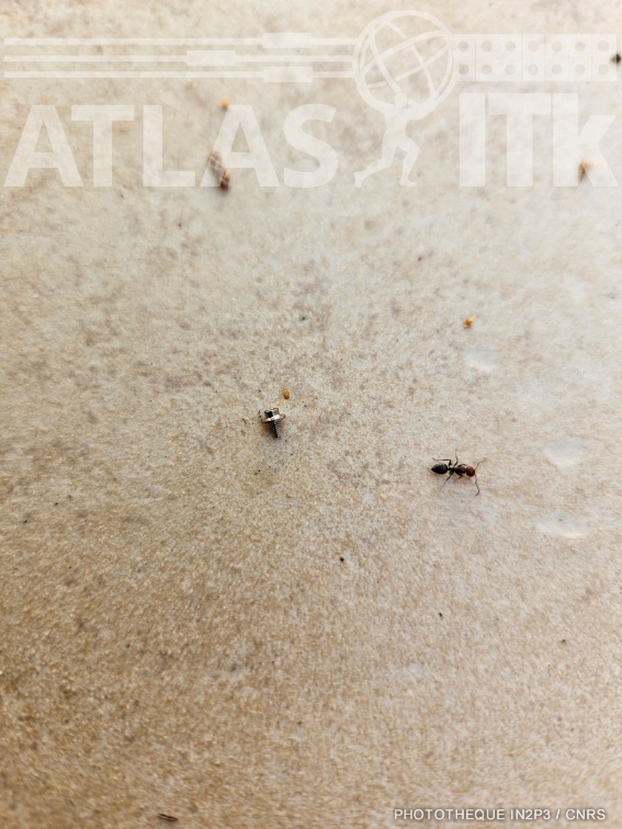 Le pixel et la fourmi
