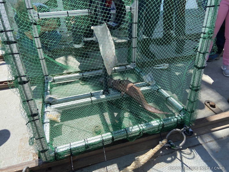 Capture de poissons