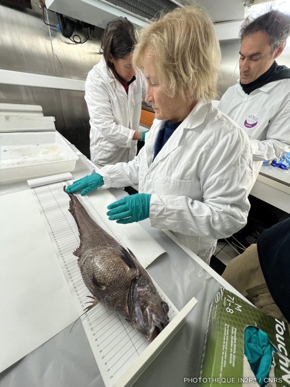 Échantillonnage et étude  d’un poisson (Grenadier) à bord de l'Atalante