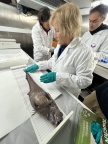 Échantillonnage et étude  d’un poisson (Grenadier) à bord de l'Atalante