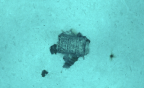 Fût photographié par l’AUV UlyX à 4700 m de profondeur