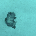 Fût photographié par l’AUV UlyX à 4700 m de profondeur
