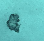 Fût photographié par l’AUV UlyX à 4700 m de profondeur