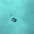Fût photographié par l’AUV UlyX à 4700 m de profondeur