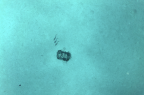 Fût photographié par l’AUV UlyX à 4700 m de profondeur